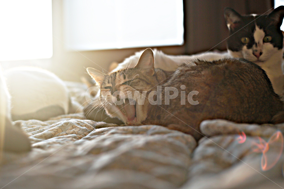 고양이,막내,반려묘,하품,졸음,동물,animal,포유류,mammal,고양이,cat,kitten,kitty