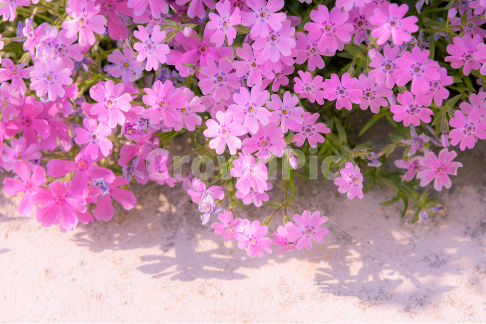 식물,꽃,꽃잔디,정원,야생화,들꽃,flower,gardening,자연,nature,식물,자연,plants,nature,꽃,flower