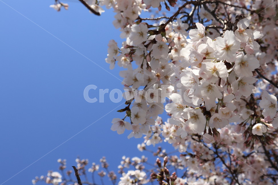 봄,벚꽃,꽃,spring,계절,시즌,season,하늘