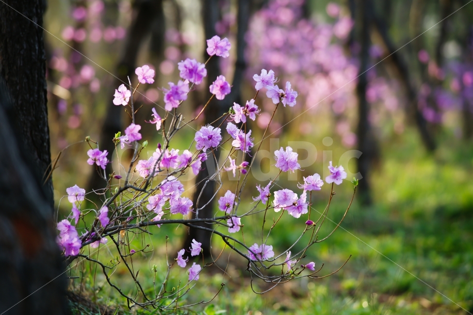 진달래,숲,소나무,꽃,봄,분홍,식물,자연,plants,nature,봄,계절,spring,season,꽃,flower,plant