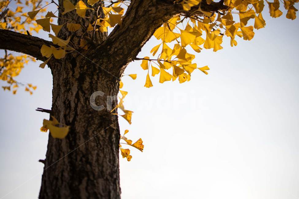 tree,나무,treetrunk,나무줄기,plant,식물,leaf,잎,은행나무,가을,가을하늘,낙옆,autumn,가을,계절,fall,autumn,season,tree trunk,나무 줄기