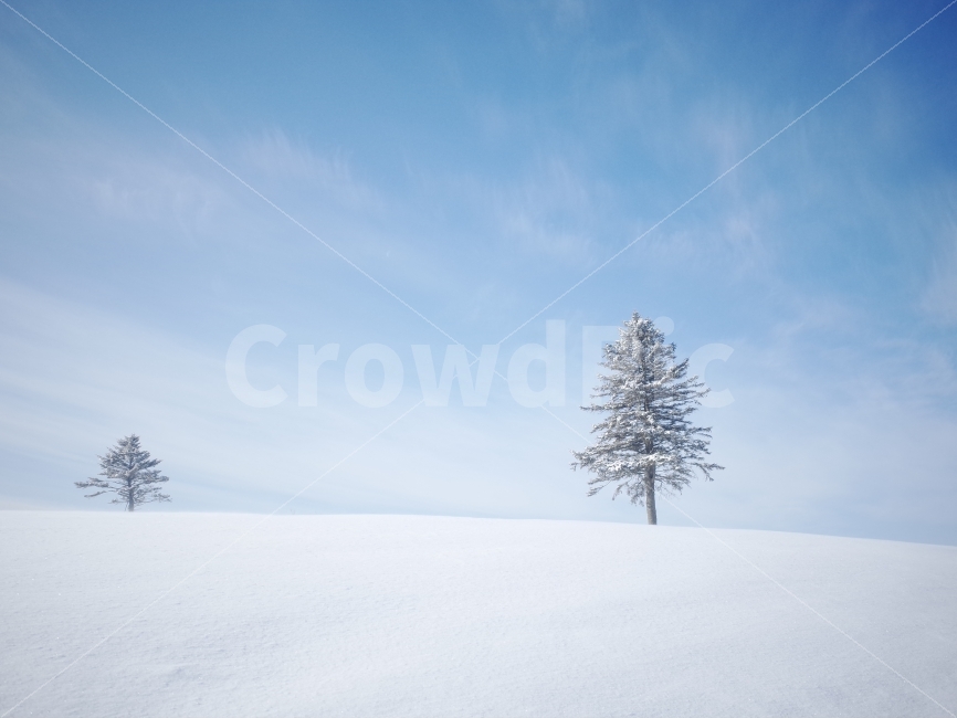 감성,왕따나무,풍경,스냅,사라진기억,겨울,자연,풍경,nature,landscape,겨울,계절,winter,season,tree,나무,plant,식물,fir,전나무