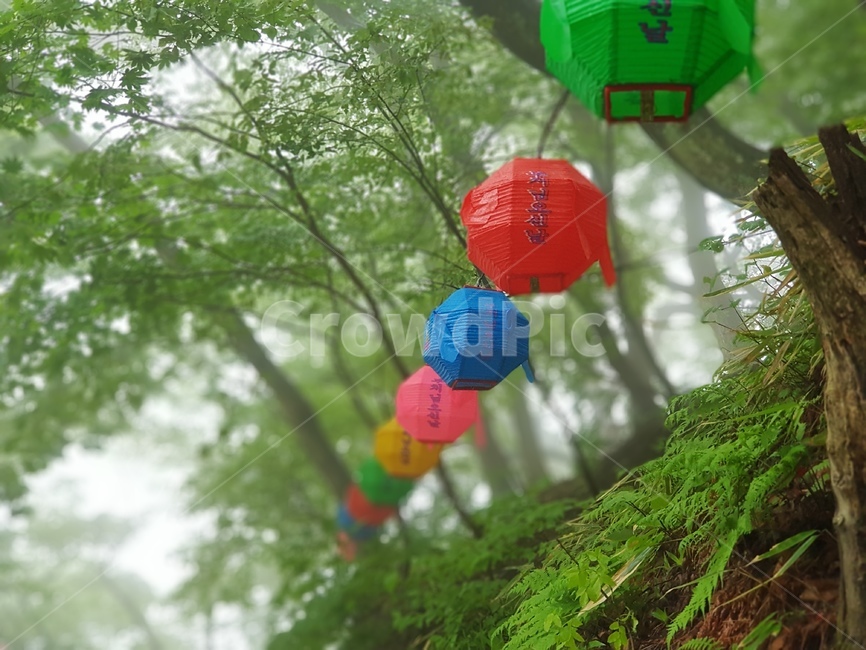 절,연등,숲,자연,부처,스님,경주,석굴암,종교,신앙,religion,belief,faith,축제,행사,festival,carnival,event