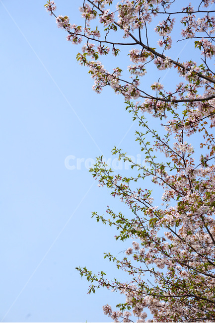 봄,벚꽃,하늘,흰벚꽃,감성사진,청초,벚나무,벚꽃나무,자연,나무,풍경,배경,파릇파릇,흰색,초록,잎,잎파리,spring,cherryblossom,sky,tree,꽃,봄꽃,봄풍경,white,pink,green,blue,skyblue,sakura,봄,계절,spring,season,자연,풍경,nature,landscape,식물,plants,꽃,flower