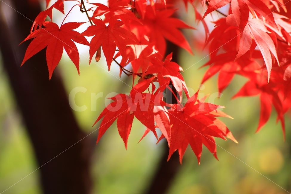 가을,울긋불긋,단풍,풍경,풍경사진,단풍잎,나무,가을풍경,운치,산책,가을,계절,fall,autumn,season,식물,자연,plants,nature,plant,leaf,잎,tree