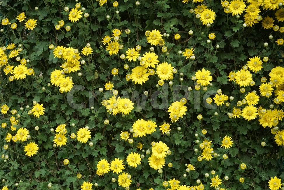 가을,느낌,감성사진,감성,국화,노란국화,가을꽃,flower,식물,자연,plants,nature,꽃,flower