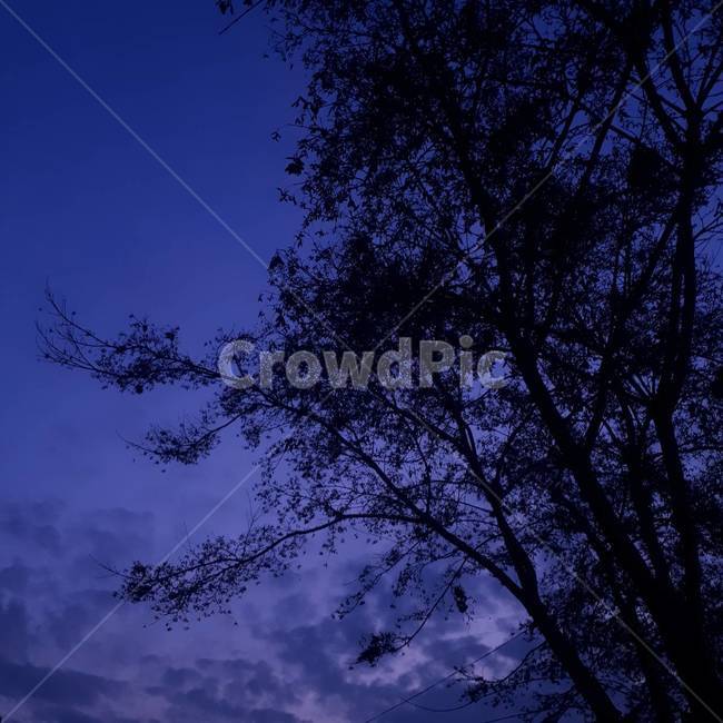 실루엣,silhouette,나무,tree,자연,nature