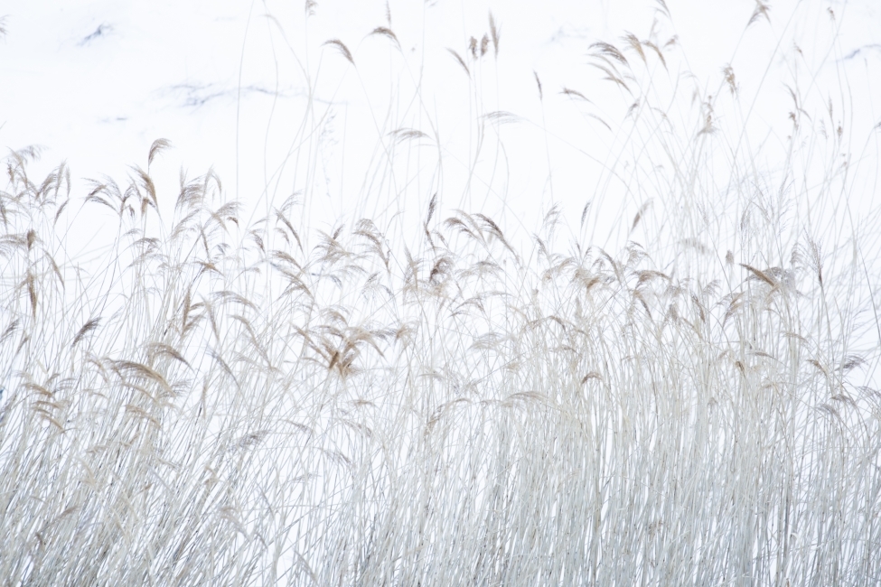 눈,갈대,추운,겨울,산,겨울,계절,winter,season,식물,자연,plants,nature