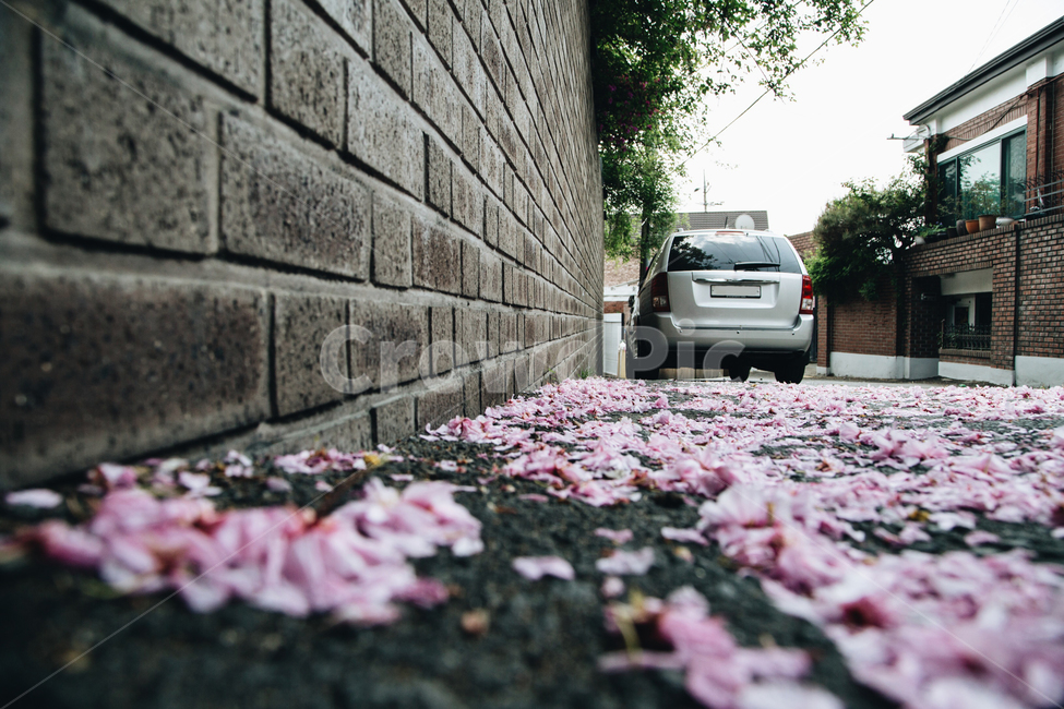 꽃길,봄,꽃잎,꽃,flower,식물,자연,plants,nature,꽃,flower