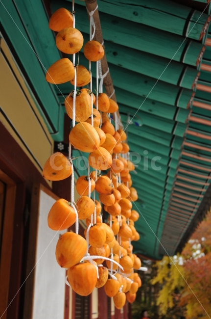 내장사,내장산,가을,감,홍시,곶감,단풍,등산,절,한국전통,한국문화,korean traditional,korean culture,음식,식재료,요리,food,cook,meal,dishes,food reserves,과일,열매,fruit