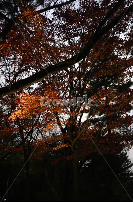 나무,조명,빛,식물,plant,가을,fall,단풍,잎,가을,계절,fall,autumn,season,식물,자연,plants,nature,나무,trees,wood,leaf,tree