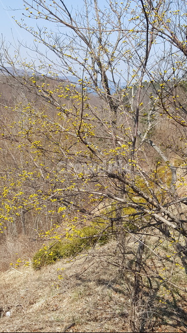 봄,개나리,봄꽃,봄산,언덕,3월,산,나무,하늘,따뜻함,봄,계절,spring,season,자연,풍경,nature,landscape,tree,plant,식물,tree trunk,나무 줄기
