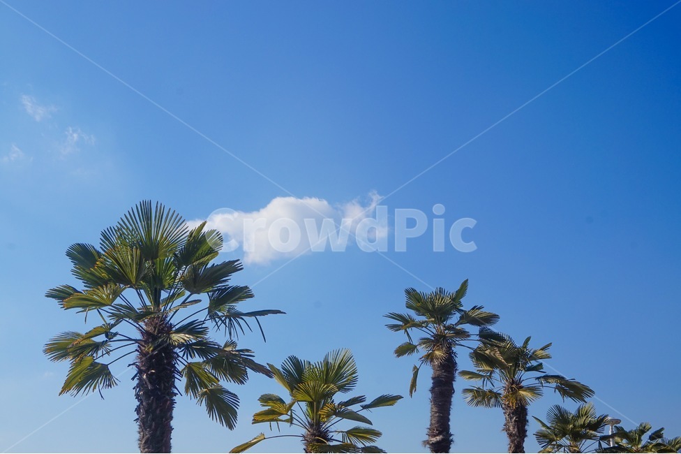 하늘,야자수,나무,구름,자연,자연,풍경,nature,landscape,식물,plants,나무,trees,wood,tree,plant,palm tree,summer,여름