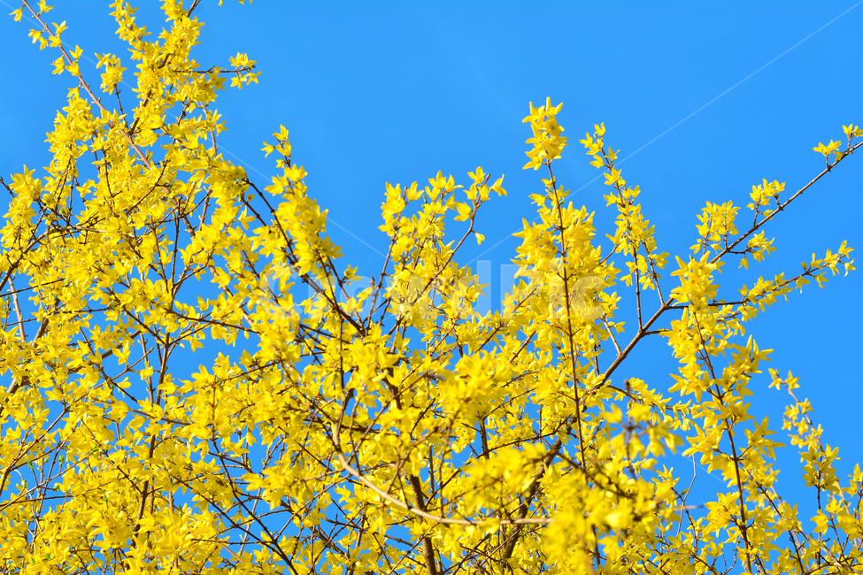 개나리,봄,화사한,노랑,파란하늘,꽃,나무,봄꽃,봄,계절,spring,season