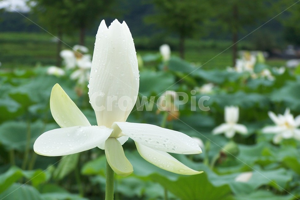 꽃잎,petal,blossom,꽃봉우리,연꽃,식물,자연,plants,nature,꽃,flower