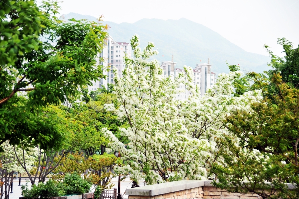 이팝나무,쌀나무,신목,물푸레나무,하얀꽃,봄꽃,가로수,식물,자연,plants,nature,꽃,flower