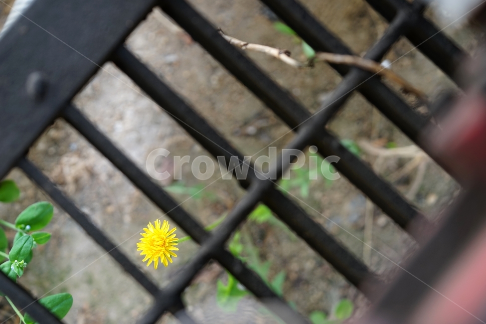 민들레,민들레꽃,국화과,야생화,철창살,식물,자연,plants,nature,꽃,flower