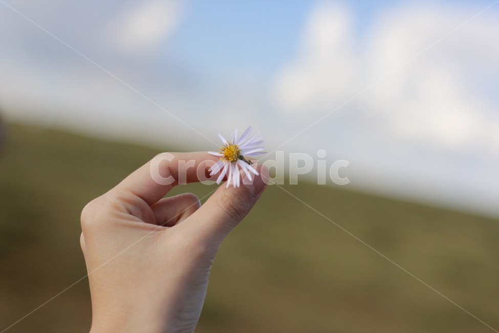 몽골,자연,꽃,들꽃,들판,꽃,flower,사람,인물,인간,human,person,신체일부,몸,body