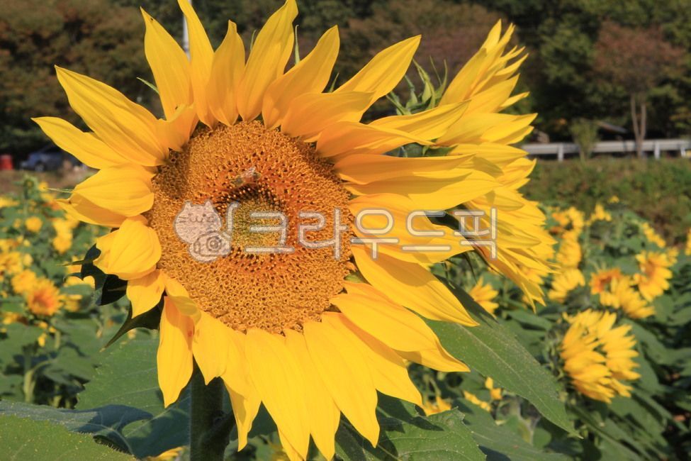 sunflower,해바라기밭,sunflowerfield,sunflowerflower,해바라기꽃,해바라기,가을