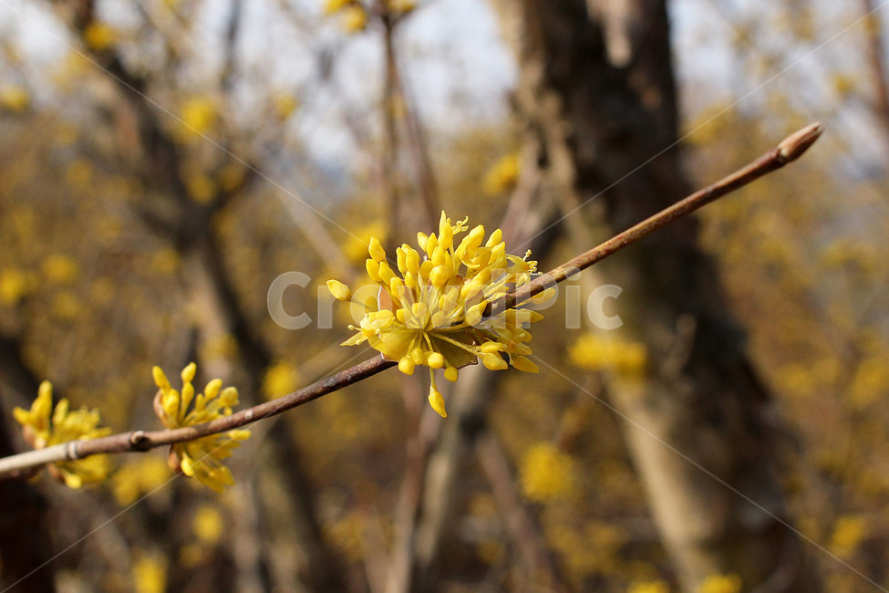 산수유,산수유꽃,봄꽃,노란꽃,corneliancherry,corneliancherryflowers,springflowers,yellowflowers,봄,계절,spring,season,식물,자연,plants,nature,꽃,flower,plant