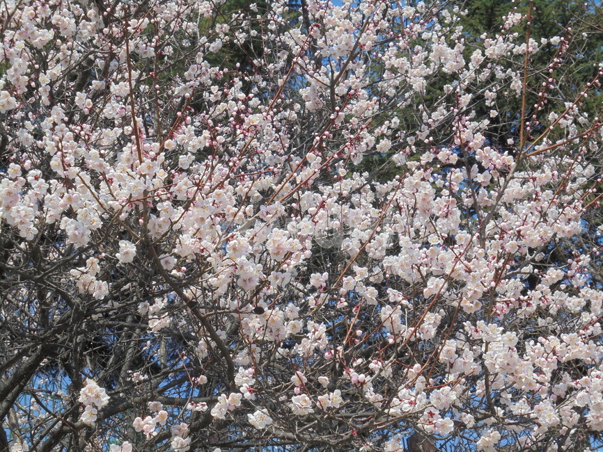 꽃,나무,자연,자연물,tree,nature,봄,계절,spring,season,식물,자연,plants,nature,꽃,flower,plant,blossom
