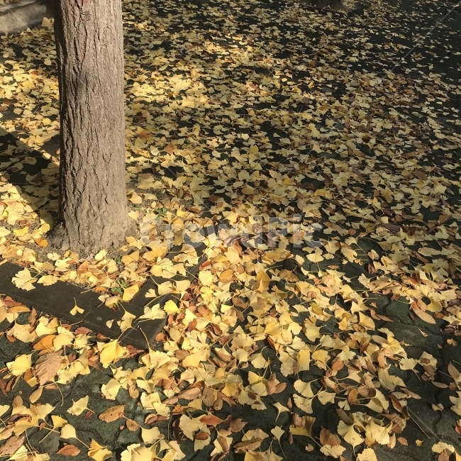 가을,낙엽,은행나무,은행잎,가을날씨,가을길,가을,계절,fall,autumn,season,leaf,잎,plant,식물,tree,나무,tree trunk,나무 줄기