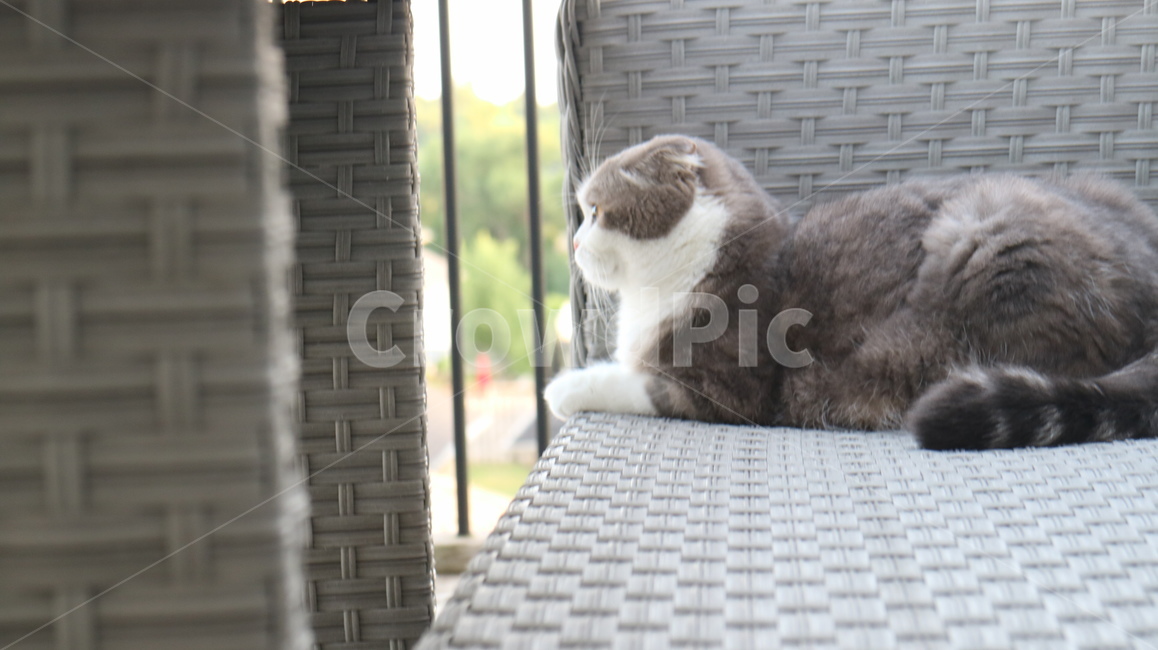 고양이,바라보는모습,cat,의자,의자에앉은고양이,동물,animal,포유류,mammal,고양이,cat,kitten,kitty