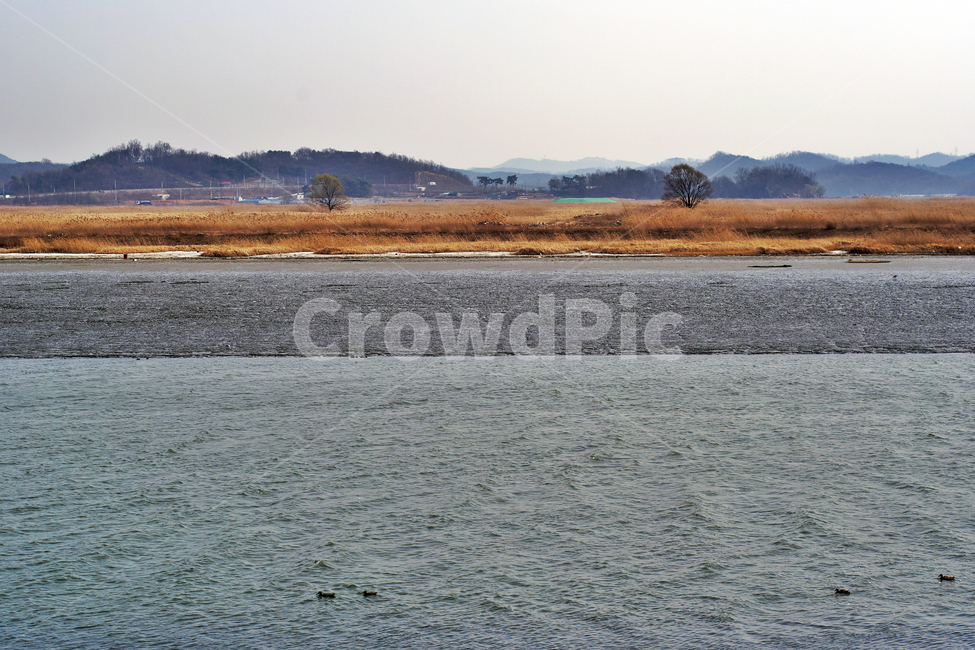 우음도,갈대,초원,시화호,시화방조제,화성시,간척지,바다,자연,풍경,nature,landscape