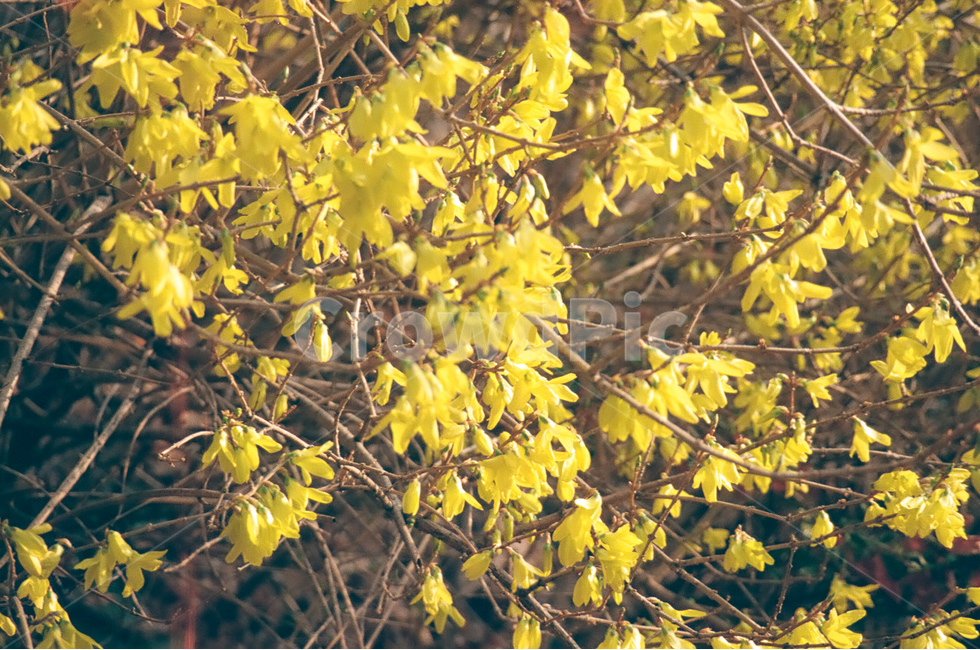 꽃,개나리,flower,자연,nature,봄,계절,spring,season