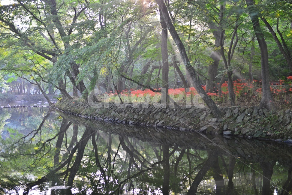 outdoors,옥외,leaf,잎,tree,나무,treetrunk,나무줄기,plant,식물,flower,blossom,꽃,고창,선운사,상사화,꽃무릇,만개,아침,도솔천,반영,빛내림