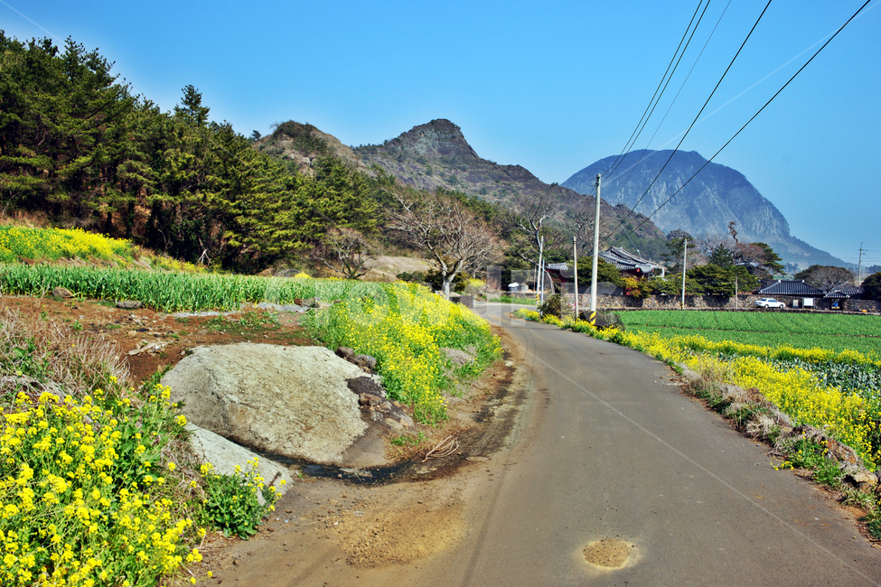 유채꽃,제주,봄,사계리,산방산,단산,자연,봄,계절,spring,season,제주도,jeju,jeju island,시골,마을,풍경,landscape,country,rural,town,road,도로,tarmac,타맥,asphalt,아스팔트