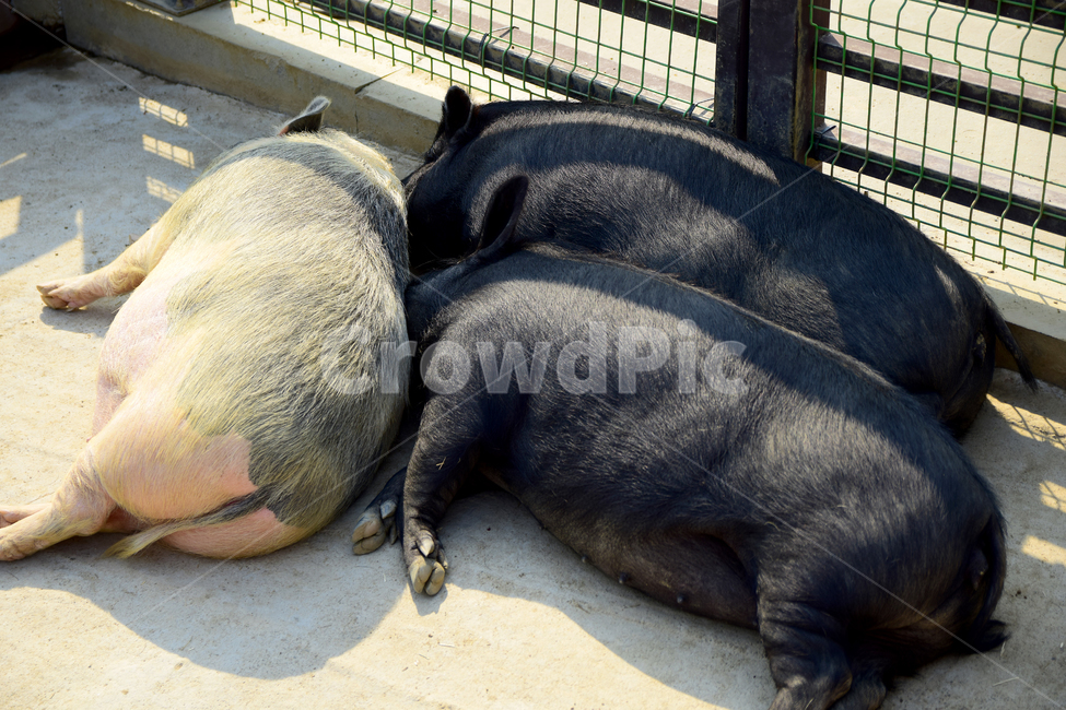 돼지,피그,검정돼지,얼룩돼지,흑돼지,가축,집짐승,뚱뚱한,pig,동물,animal,포유류,mammal