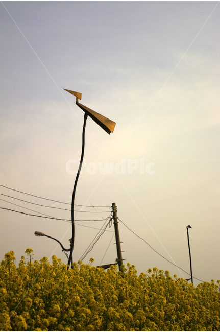 유채꽃,솟대,하늘,식물,flower,plants,nature,꽃,꽃밭,color,한국전통,한국문화,korean traditional,korean culture,조각상,동상,석상,조형물,statue,bronze statue,stone statue,종교,신앙,religion,belief,faith