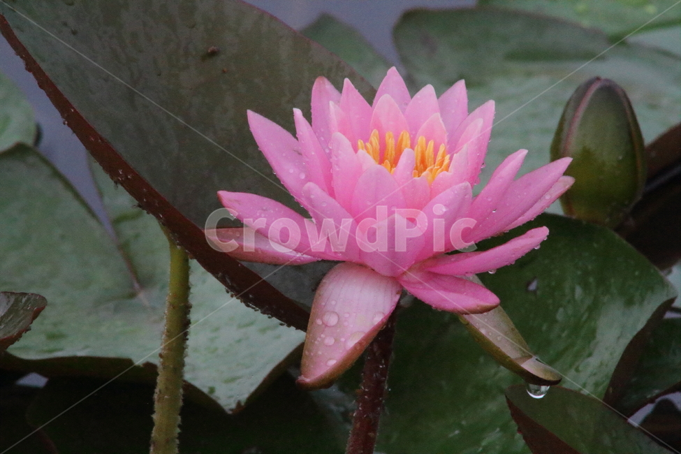 연,수련,수생식물,꽃,waterlily,식물,자연,plants,nature,꽃,flower