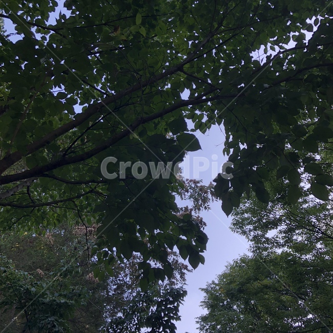나무,산책,저녁,tree,집앞,plant,식물,하늘