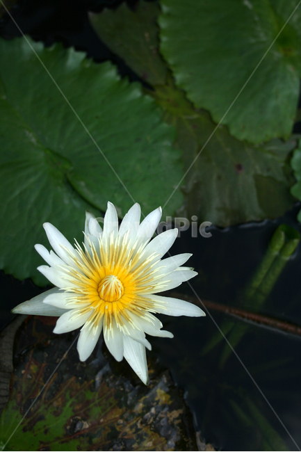 수련,식물,flower,plants,nature,꽃,수생식물,연못,식물,자연,plants,nature,꽃,flower