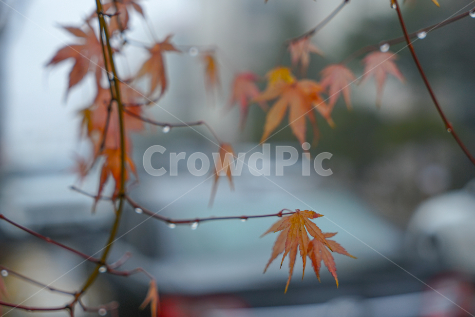 겨울비,단풍,잎,잎새,빗방울,자연,식물,나무,계절,가을,계절,fall,autumn,season,식물,자연,plants,nature,비,비오는날,rain,rainy,plant,leaf,tree