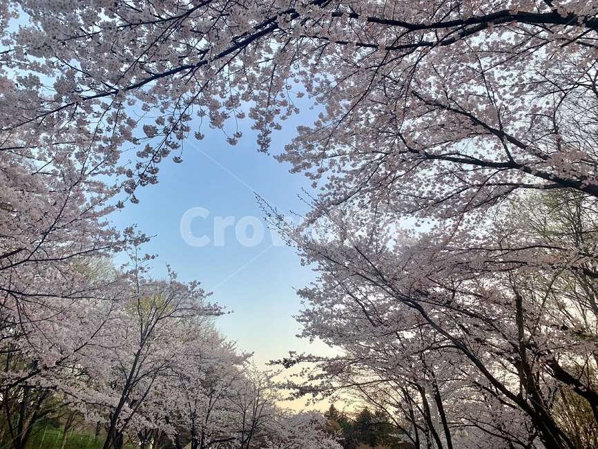 plant,식물,blossom,cherryblossom,벚꽃,flower,꽃