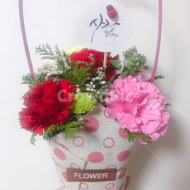 카네이션,꽃,flower,꽃꽂이,식물,plant,식물,자연,plants,nature,꽃,flower