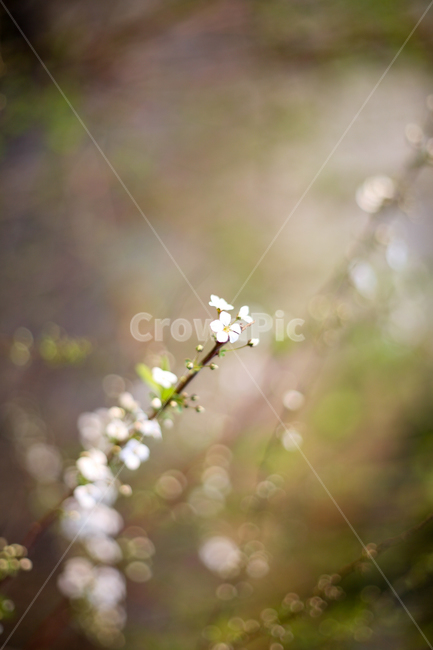 조팝나무,조팝나무꽃,bridalwreath,작은꽃,작은흰꽃,흰꽃,야생화,3월,4월,꽃,봄,봄날,봄꽃,화단,봄화단꽃,자연,식물,plants,nature,flower,spring,아웃포커싱,공원,봄,계절,spring,season,식물,자연,plants,nature,꽃,flower,plant,petal,꽃잎,blossom