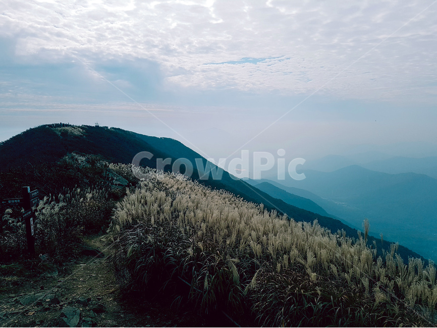 억새,구름,오서산,하늘,풍경,가을,가을,계절,fall,autumn,season,자연,풍경,nature,landscape,한국자연풍경,한국자연경관,korea nature landscape,tree,나무,plant,식물,abies,아비,fir,전나무,outdoors,옥외