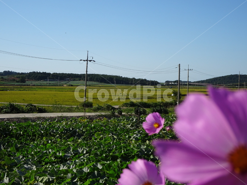 코스모스,꽃,가을,하늘,시골,자연,가을,계절,fall,autumn,season,시골,마을,풍경,landscape,country,rural,town,식물,자연,plants,nature,꽃,flower,plant