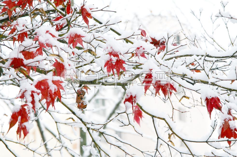 겨울,설경,화이트,단풍,겨울단풍,잎,식물,겨울,계절,winter,season