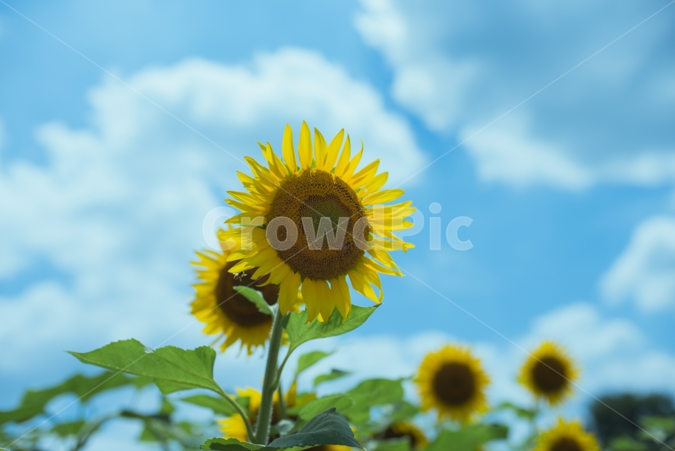 해바라기,꽃,sunflower,flower,함안해바라기축제,식물,자연,plants,nature,꽃,flower