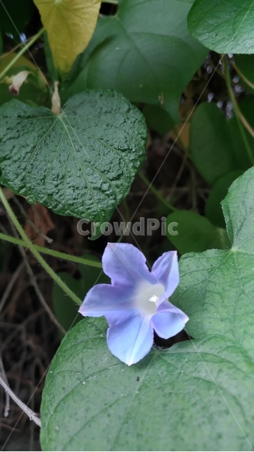 꽃,파랑색,이슬,비,나팔꽃,식물,자연,plants,nature,꽃,flower