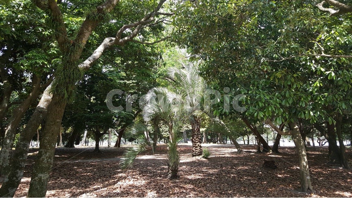 자연,나무,풀,풍경,야자수,나홀로솟은,외톨이,혼자,자연,풍경,nature,landscape,식물,plants,나무,trees,wood,tree,plant,tree trunk,나무 줄기