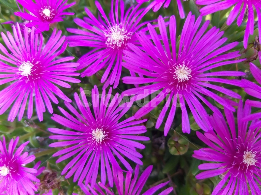 데이지꽃,꽃,flower,자주색,purple,white,초록,여름꽃,여름,summer,daisy,background,배경,색감,감성,feeling,color