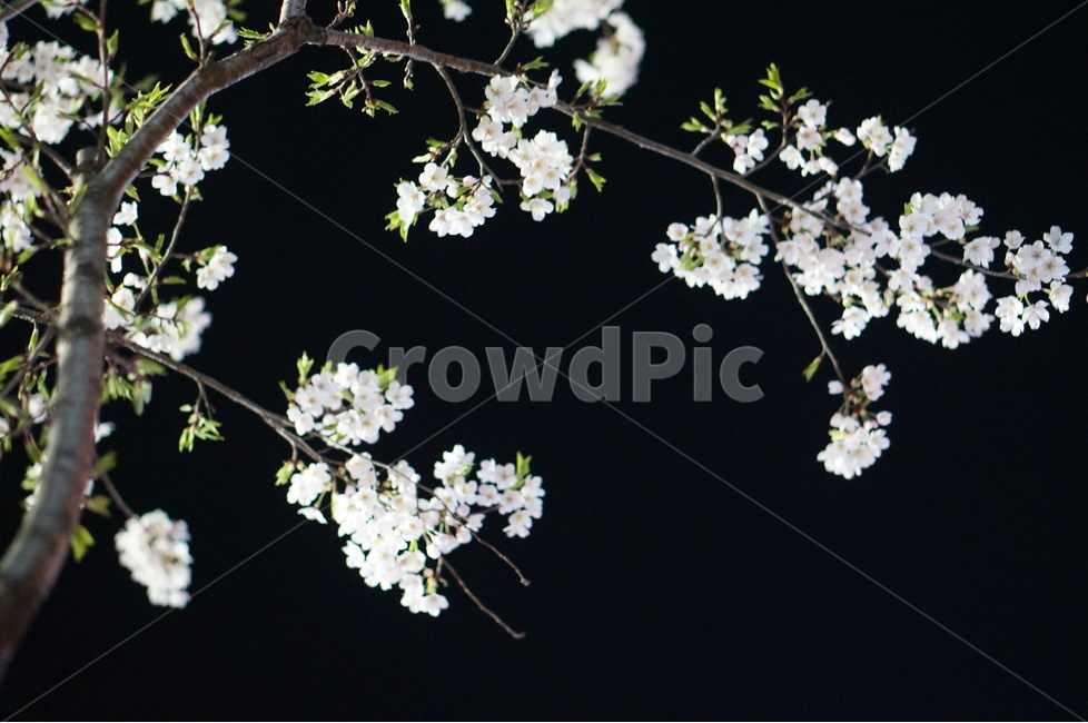벚꽃,야경,빛,봄,풍경,봄,계절,spring,season,야경,밤,풍경,nightscape,night,landscape,식물,자연,plants,nature,꽃,flower,plant,blossom