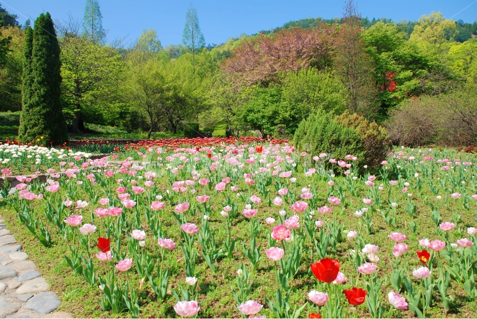꽃,봄,튤립,식물,자연,봄,계절,spring,season,식물,자연,plants,nature,꽃,flower,plant