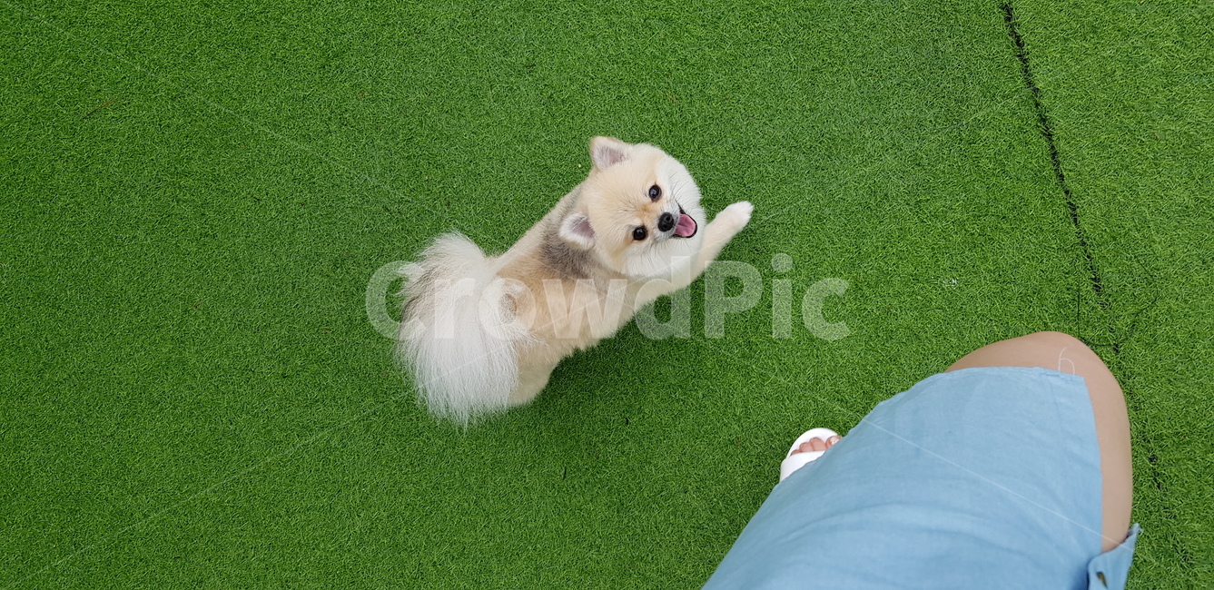 포메라니안,산책,응시,행복,강아지,개,애완동물,반려동물,동물,미소